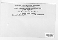 Podosphaera fuliginea image
